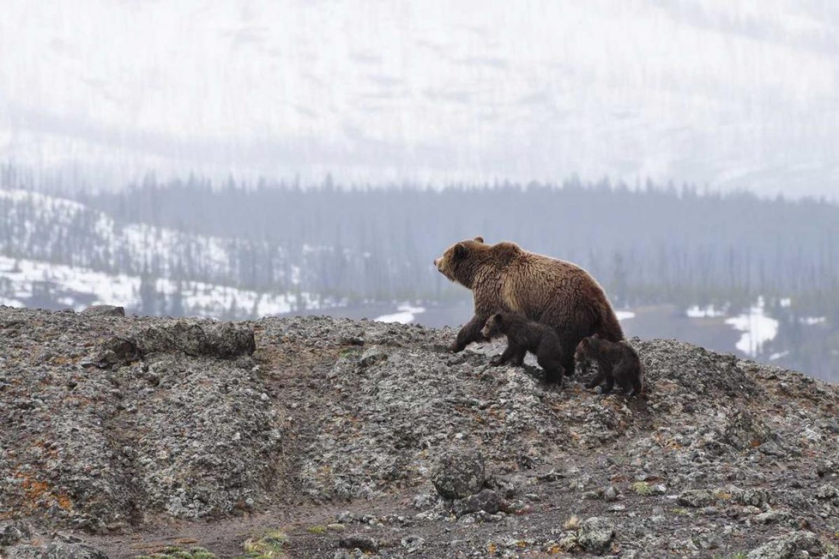 Grizzly bear and two cubs walking on rocky terrain, symbolizing growth and resilience in business funding options.